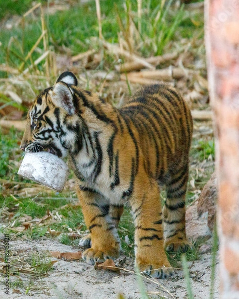 Fototapeta tiger in the zoo