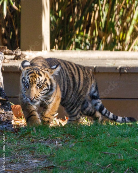 Obraz tiger in the zoo