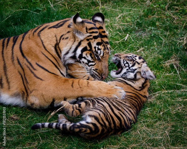 Obraz tiger in the zoo