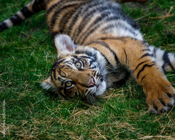 Obraz Tiger in Zoo