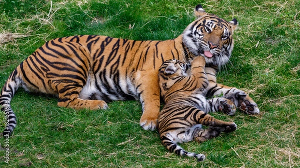 Obraz tiger in the zoo
