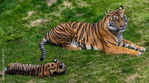 Obraz tiger in the zoo