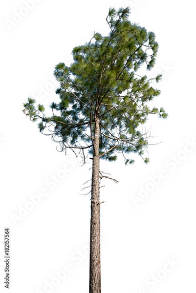 Obraz isolated pine tree on white background