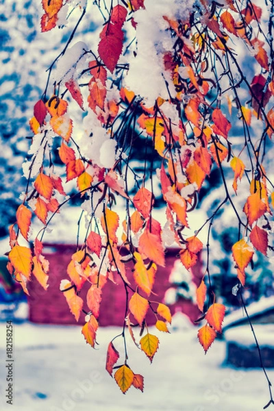 Obraz leaves, winter, cold