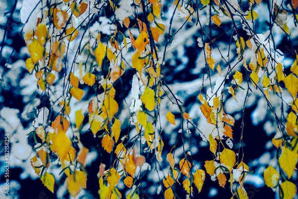 Obraz leaves, winter, cold