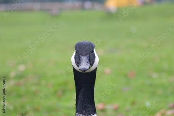 Obraz Canada goose front face view
