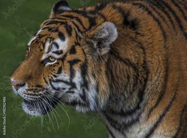 Fototapeta Tiger head 