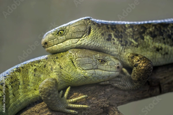 Fototapeta Lizards 