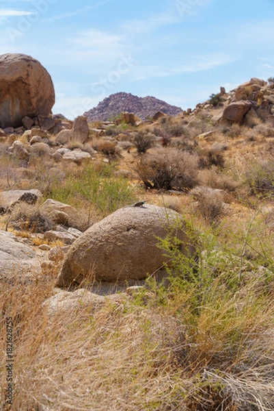 Fototapeta Male Desert Spiny Lizard basking on a rock. Joshua Tree National Park