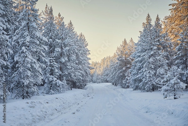 Fototapeta Winter road in a pine forest under snow