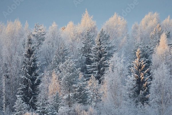 Fototapeta Winter landscape: birch and pine forest covered in frost and snow in sunset light, close-up