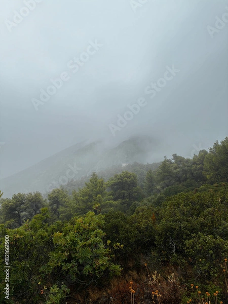 Obraz Foggy mountain landscape with dense green forest and mist covering the peak. Calm and mysterious nature scene with clouds, wilderness, and untouched beauty in atmospheric weather.