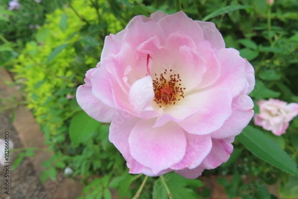 Obraz パステルローズ