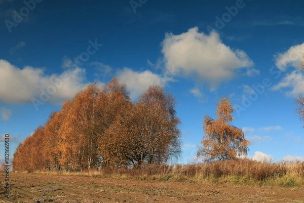 Obraz Jesień na polach