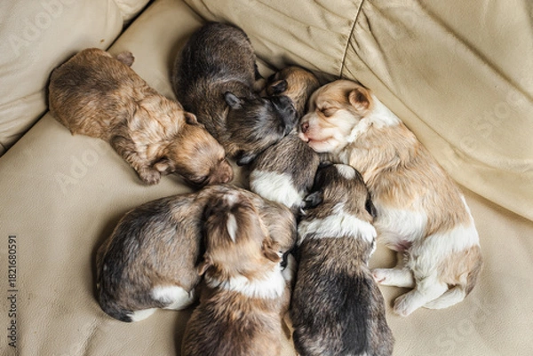 Obraz Group of newborn Havanese puppies sleeping closely together on a beige couch, creating a warm and adorable scene of early puppy life.