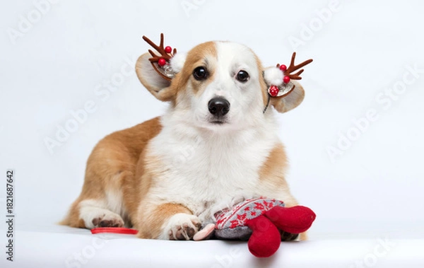 Fototapeta Cute Pembroke Welsh Corgi Dog in Reindeer Antlers Lying with Christmas Toy.