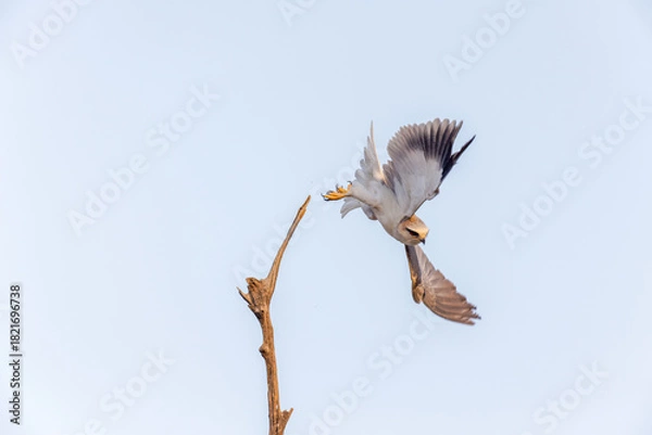 Obraz Gleitaar beim Abflug im Ranthambhore Nationalpark, Indien