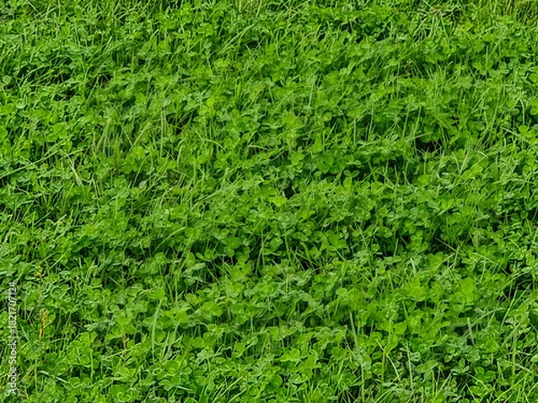 Obraz Close view of bright green clover and grass forming a patterned carpet