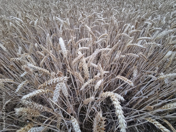 Obraz Golden wheat heads arc toward camera in late summer harvest view