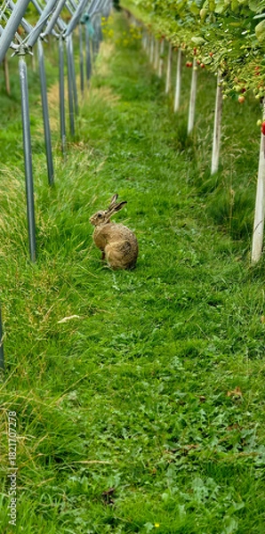 Fototapeta Wild hare on grassy lane between apple trees in rural orchard