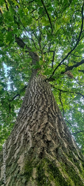 Obraz Worms eye view of a mature oak trunk and canopy in late spring