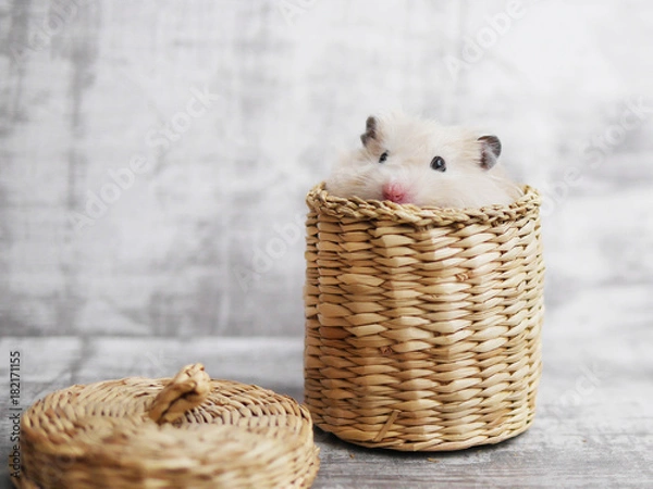 Obraz A cute fluffy hamster looks out of a wicker basket. Gray bleached background. Funny animals. Greeting card with an animal.