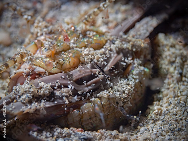 Obraz Bobbit Worm, Riesenborstenwurm (Eunice aphrotitois)
