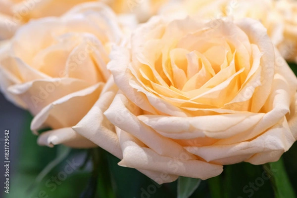 Obraz orange rose on a dark background