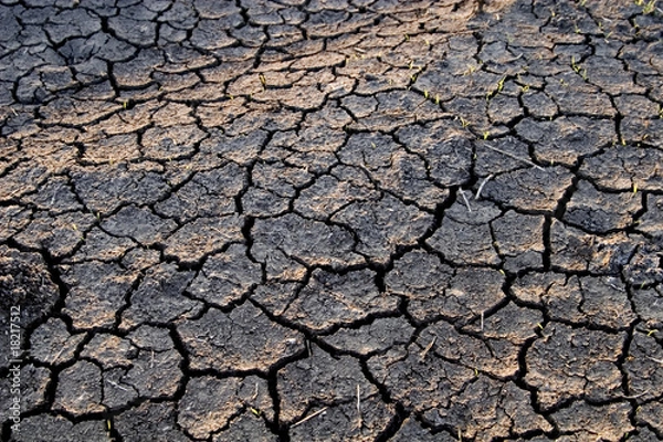 Obraz A dry, cracked earth texture  