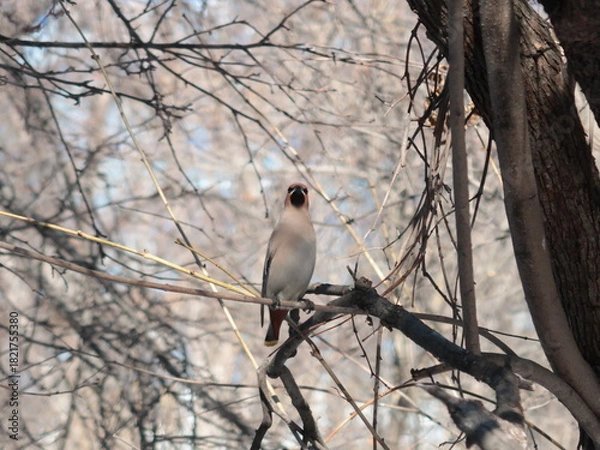 Fototapeta bird on a tree branch