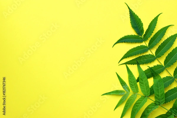 Obraz Green leaves on a yellow background. Frame of green leaves. Floral  background. Flat lay, top view, copy space.