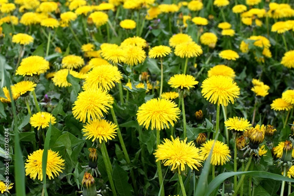 Fototapeta A field of yellow dandelions in summer. Taraxacum officinale, the medicinal dandelion.