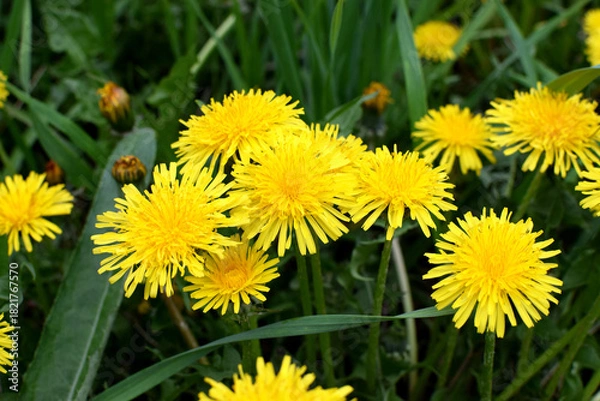 Obraz A field of yellow dandelions in summer. Taraxacum officinale, the medicinal dandelion.