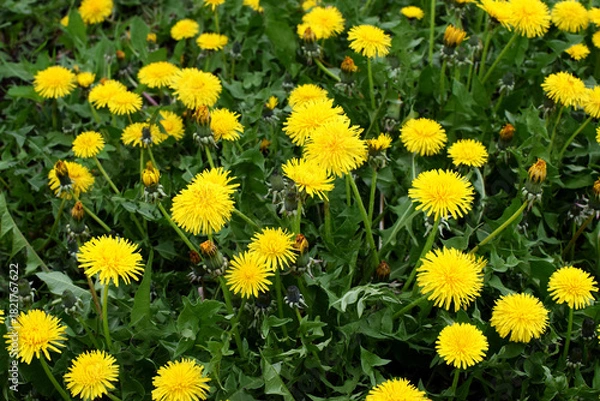 Fototapeta A field of yellow dandelions in summer. Taraxacum officinale, the medicinal dandelion.