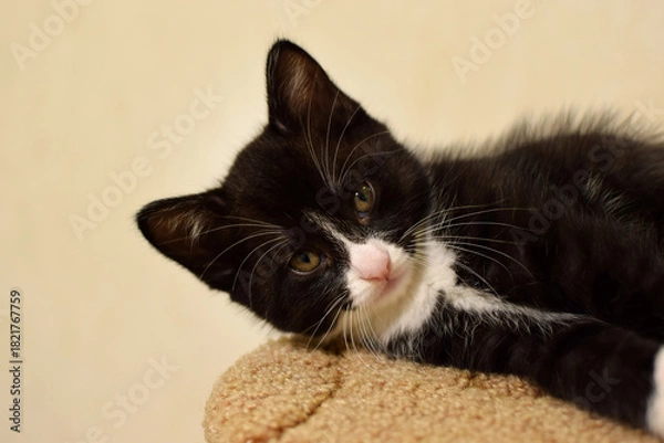 Obraz A cute, fluffy, black-and-white domestic kitten. These are Kurilian Bobtail kittens with a short tail.
