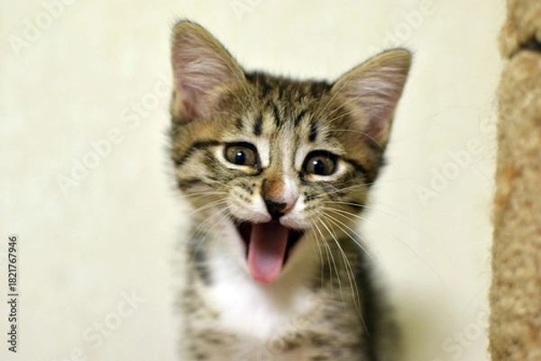 Obraz A cute little fluffy tabby kitten yawns comically. This is a Kurilian Bobtail kitten with a short tail.