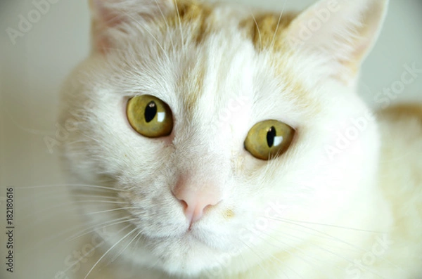 Fototapeta  high key