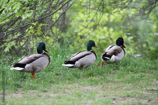 Fototapeta cols verts