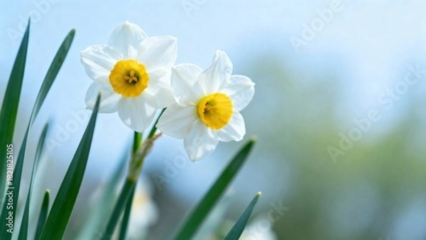 Fototapeta Close-up of Two White Daffodils with Yellow Centers and Green Leaves on a Bright Day