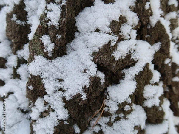 Fototapeta snow on the trunk of a tree