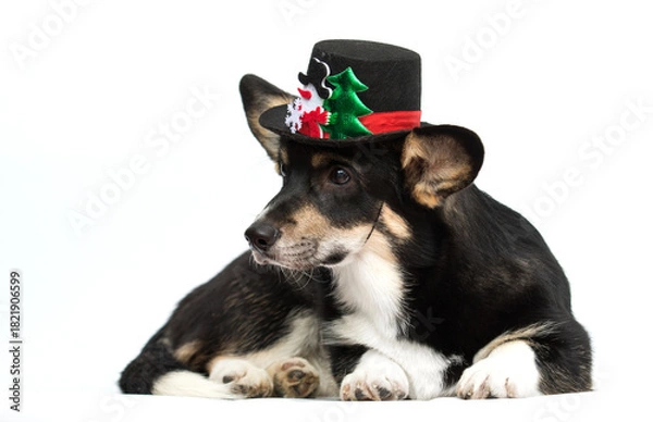 Fototapeta Attentive Black and Tan Corgi Puppy in Christmas Snowman Hat Lying Down on White.