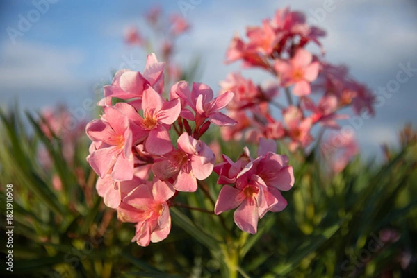 Fototapeta A branch of blooming pink oleander against the sky in soft warm light