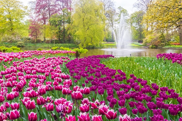 Obraz Scenic view of Keukenhof tulip garden in Lisse, Netherlands. Keukenhof is the most beautiful spring garden in the world. Beautiful ornamental garden landscape at Lisse, Netherlands