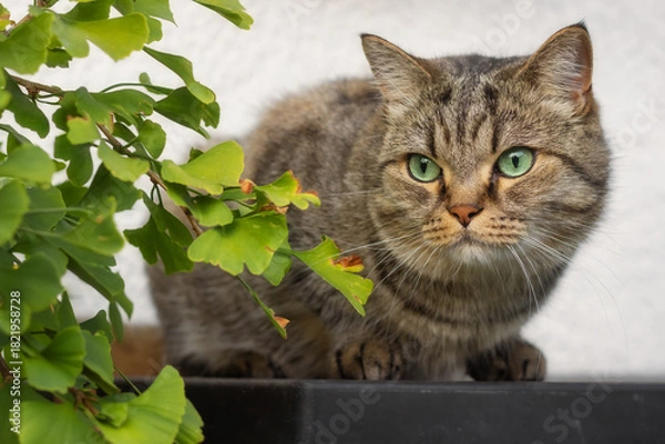 Obraz Tabby British Shorthair cat sitting next too a ginkgo tree