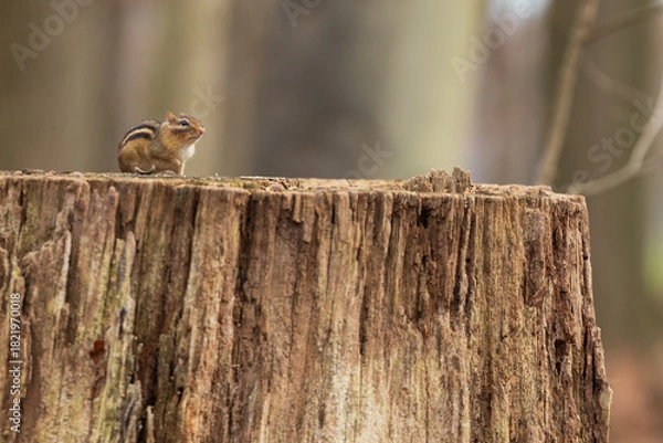 Fototapeta Chipmunk on tree stump.