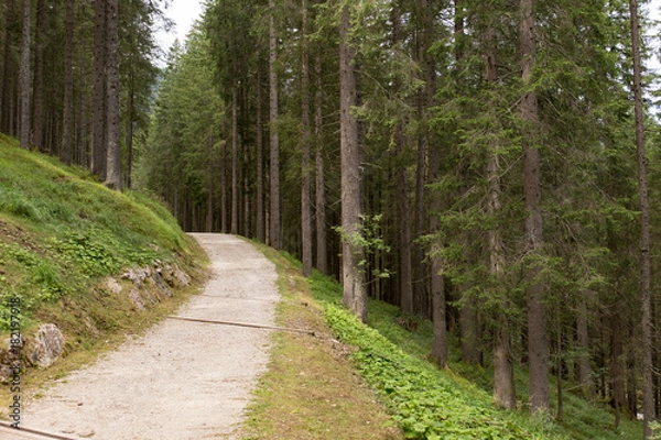 Obraz Strada nel bosco