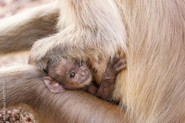 Fototapeta Langurenbaby, das sich an seine Mutter kuschelt