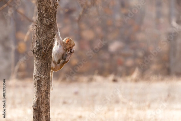 Obraz Ein kleiner Langur kurz vor dem Absprung von einem Baum