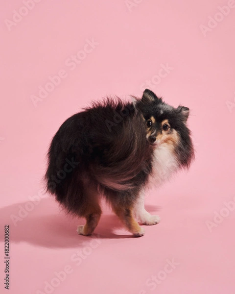 Obraz Sheltie turns back, glancing behind with tail up. Fur flows against pink studio backdrop.