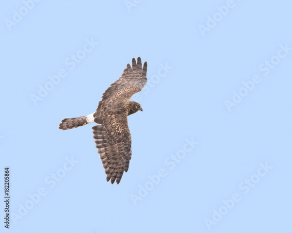 Obraz Northern Harrier